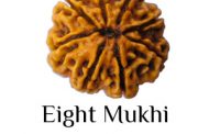 Eight Mukhi Rudraksha