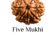 Five Mukhi Rudraksha