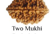 Two Mukhi Rudraksha